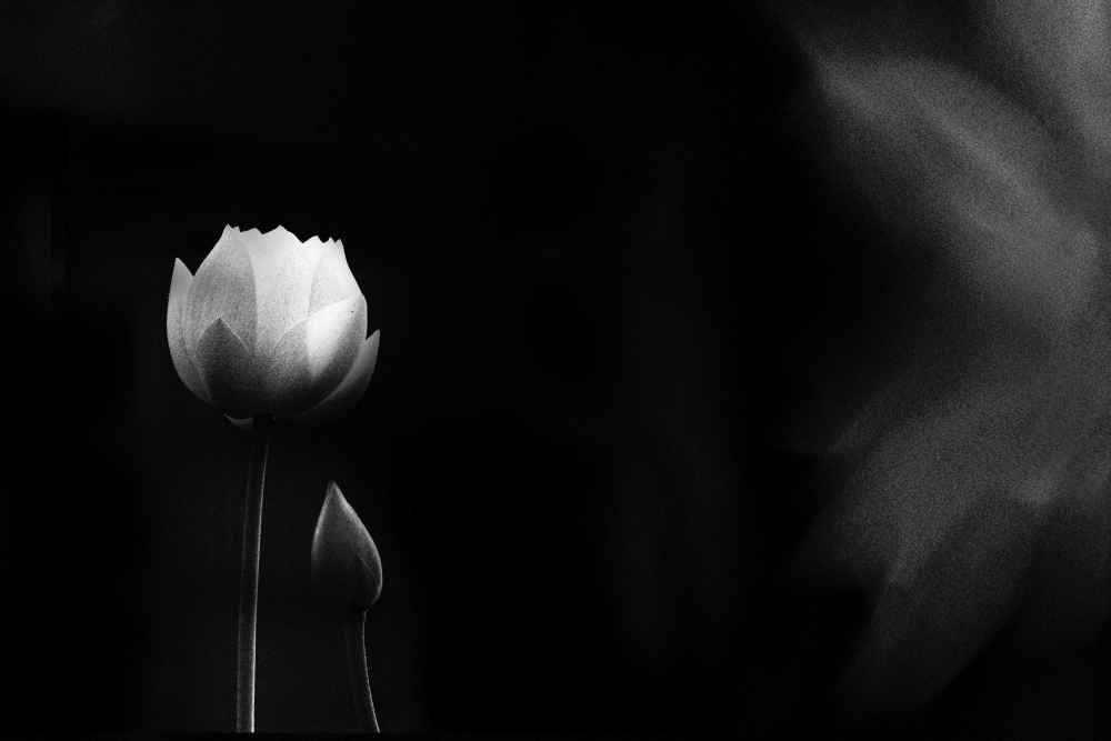 작_다시 피어날 너에게, 730×520mm, 잉크젯 프린트, 2026